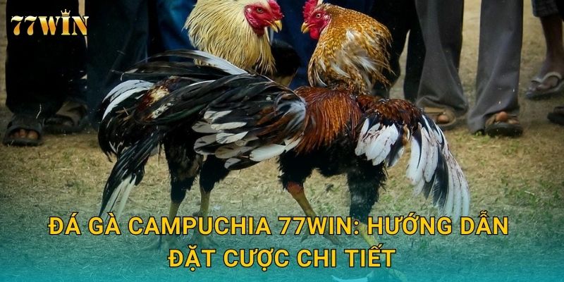 Đá gà Campuchia 77WIN: Hướng dẫn đặt cược chi tiết