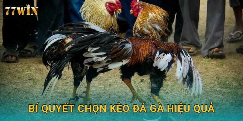 Bí quyết chọn kèo đá gà hiệu quả