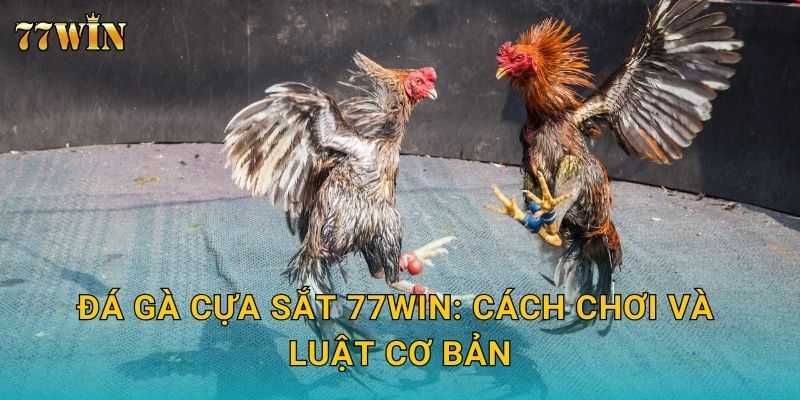 Đá gà cựa sắt 77WIN: Cách chơi và luật cơ bản