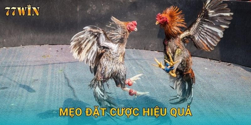 Mẹo đặt cược hiệu quả