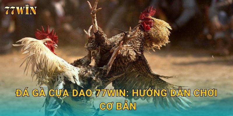 Đá gà cựa dao 77WIN: Hướng dẫn chơi cơ bản