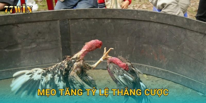 Mẹo tăng tỷ lệ thắng cược