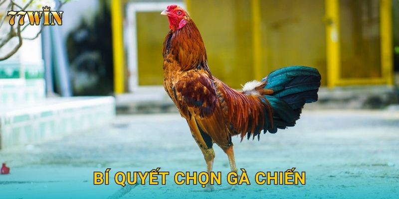 Bí quyết chọn gà chiến