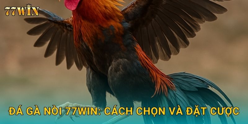 Đá gà nòi 77WIN: Cách chọn và đặt cược