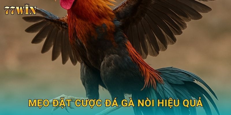 Mẹo đặt cược đá gà nòi hiệu quả