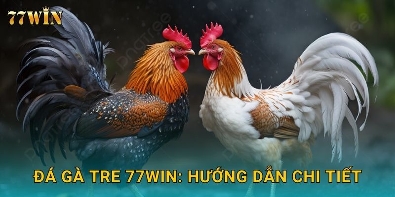 Đá gà tre 77WIN: Hướng dẫn chi tiết