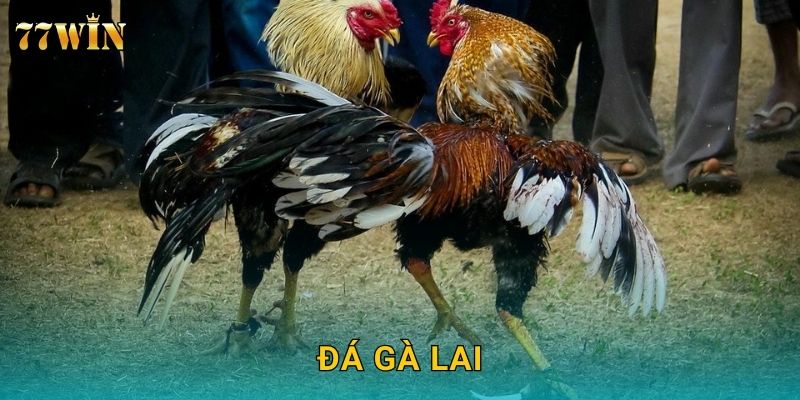 Đá gà lai 77WIN – Trải nghiệm giống gà lai mạnh mẽ, thắng cược cao
