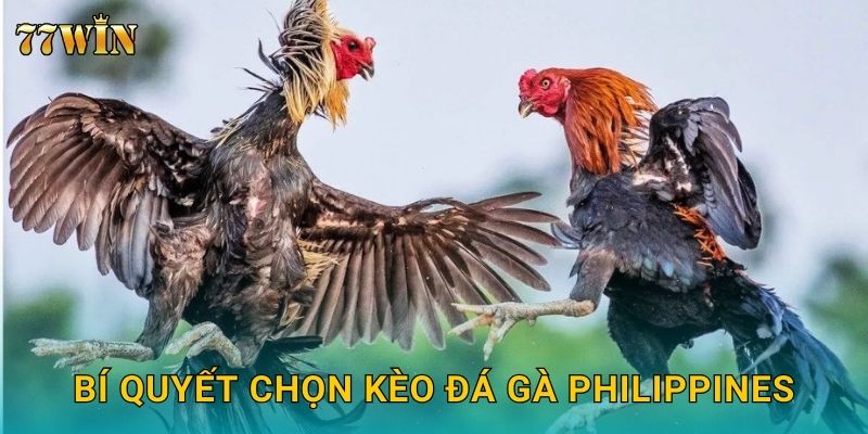 Bí quyết chọn kèo đá gà Philippines
