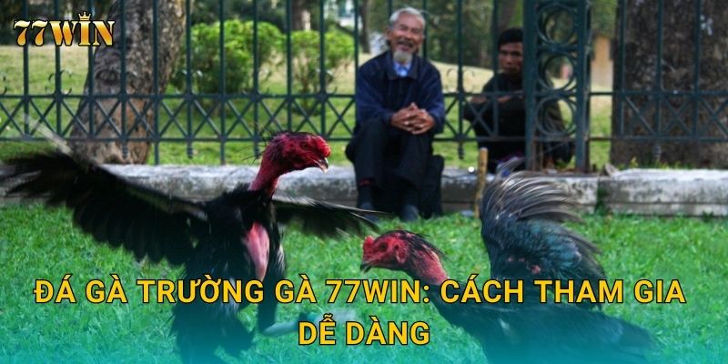 Đá gà trường gà 77WIN: Cách tham gia dễ dàng