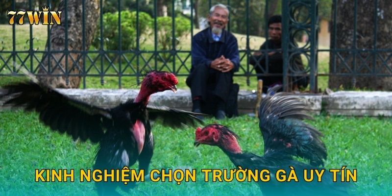 Kinh nghiệm chọn trường gà uy tín