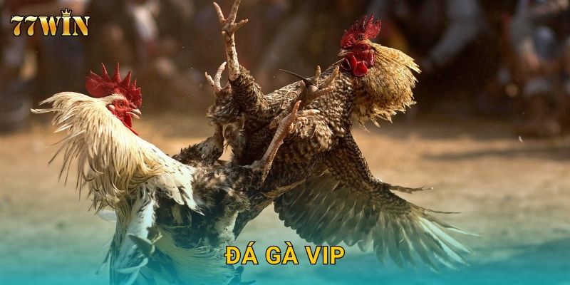 Đá gà VIP 77WIN – Trải nghiệm đẳng cấp, lợi nhuận bùng nổ
