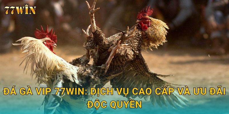 Đá gà VIP 77WIN: Dịch vụ cao cấp và ưu đãi độc quyền