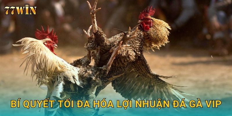 Bí quyết tối đa hóa lợi nhuận đá gà VIP