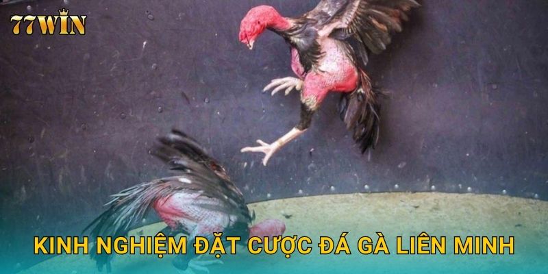 Kinh nghiệm đặt cược đá gà liên minh