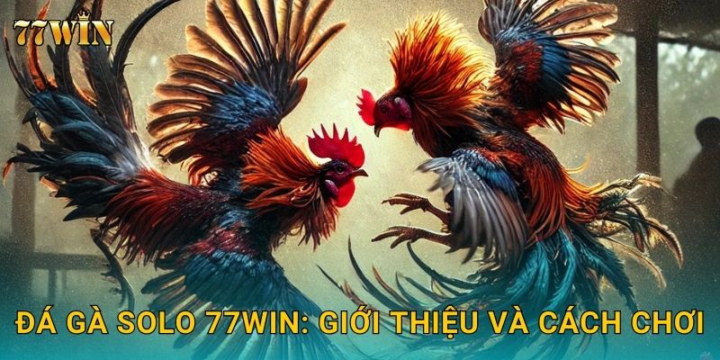 Đá gà solo 77WIN: Giới thiệu và cách chơi