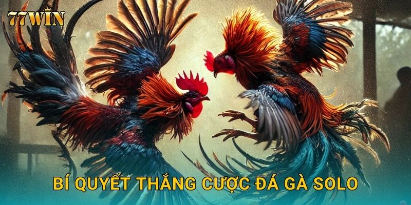 Bí quyết thắng cược đá gà solo