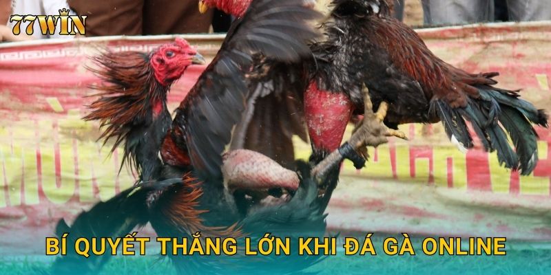 Bí quyết thắng lớn khi đá gà online