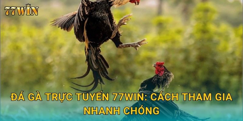 Đá gà trực tuyến 77WIN: Cách tham gia nhanh chóng