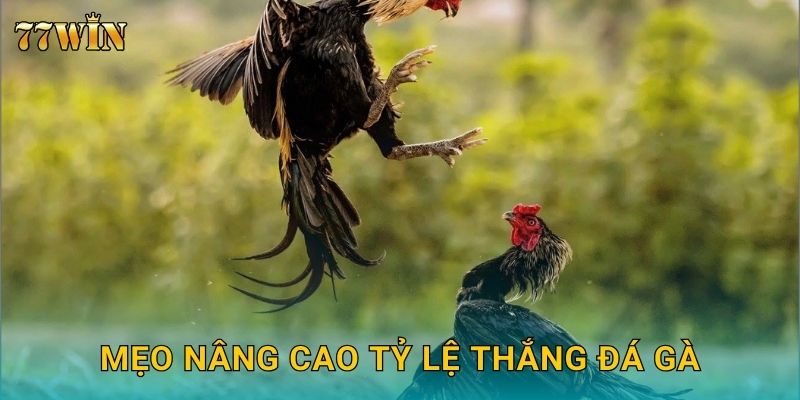 Mẹo nâng cao tỷ lệ thắng đá gà