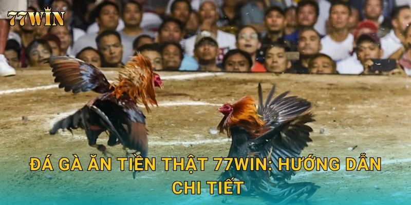 Đá gà ăn tiền thật 77WIN: Hướng dẫn chi tiết