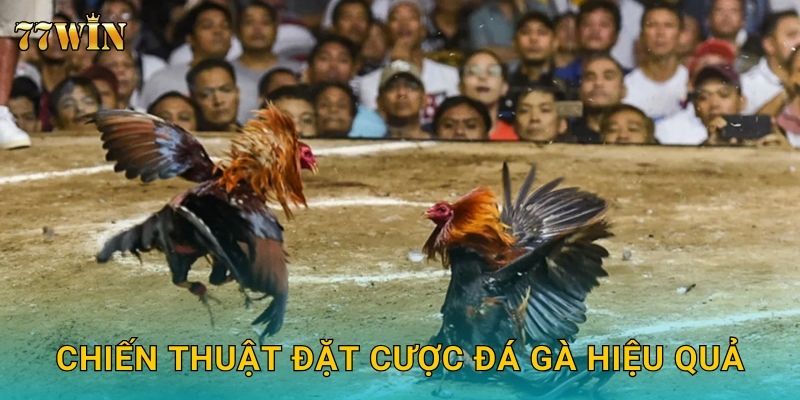 Chiến thuật đặt cược đá gà hiệu quả
