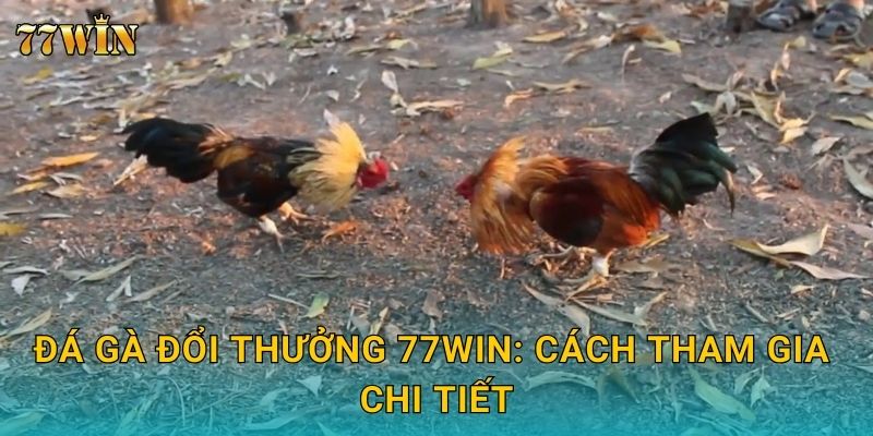Đá gà đổi thưởng 77WIN: Cách tham gia chi tiết