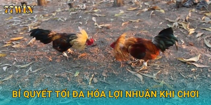 Bí quyết tối đa hóa lợi nhuận khi chơi