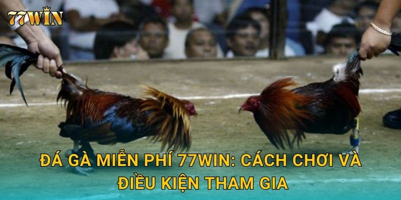 Đá gà miễn phí 77WIN: Cách chơi và điều kiện tham gia