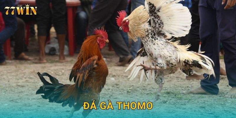 Đá gà Thomo 77WIN – Đấu trường Campuchia đỉnh cao 2025