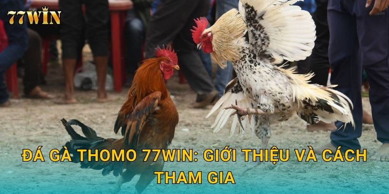 Đá gà Thomo 77WIN: Giới thiệu và cách tham gia