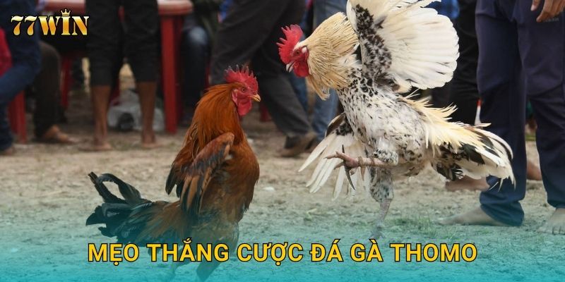 Mẹo thắng cược đá gà Thomo